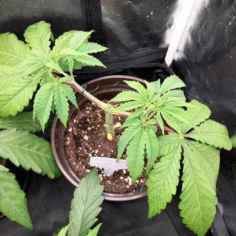 Sherbet Queen  growlog timeline photo