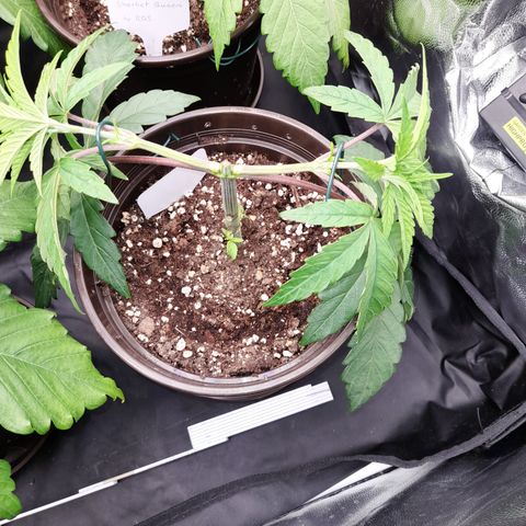Green Gelato  growlog timeline photo