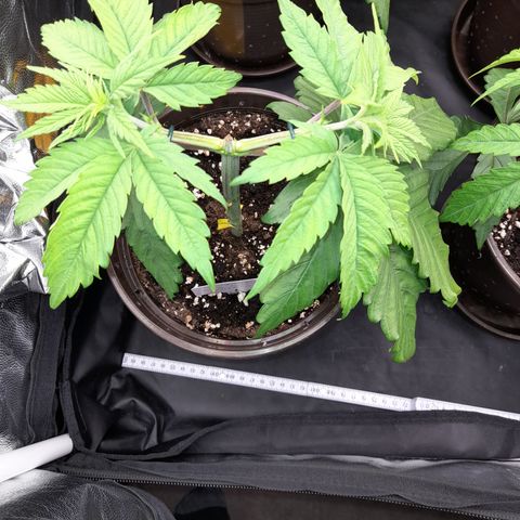 Fat Gorilla  growlog timeline photo