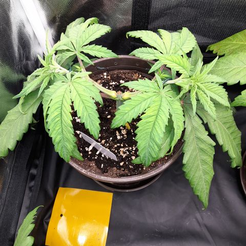 Pink Runtz  growlog timeline photo