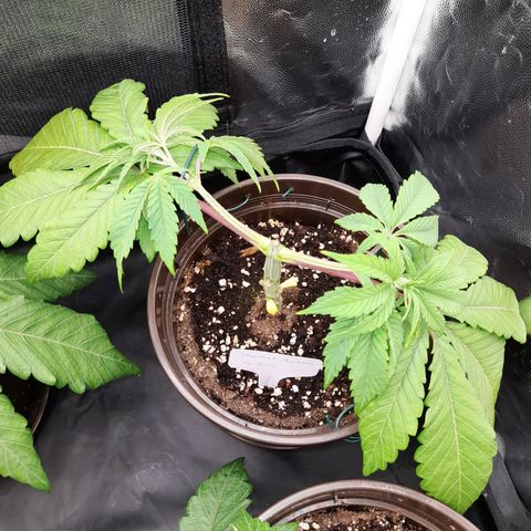 Sherbet Queen  growlog timeline photo