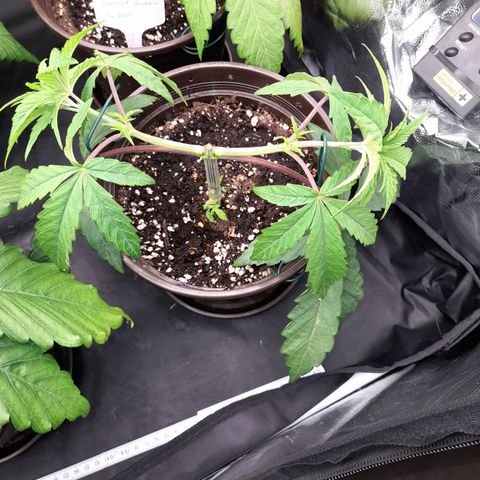 Green Gelato  growlog timeline photo