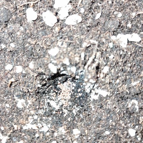 Royal Runtz  growlog timeline photo