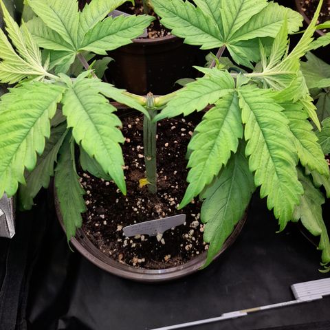 Fat Gorilla  growlog timeline photo