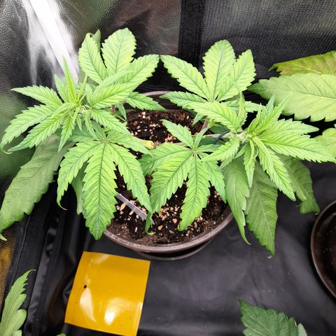 Pink Runtz  growlog timeline photo