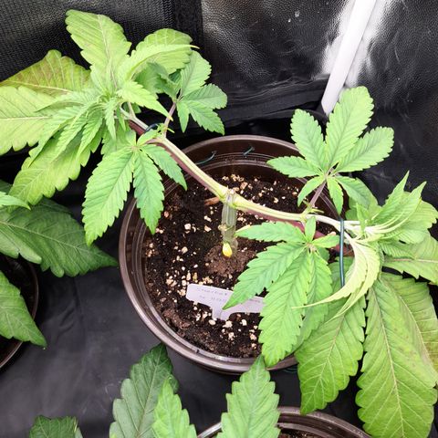 Sherbet Queen  growlog timeline photo
