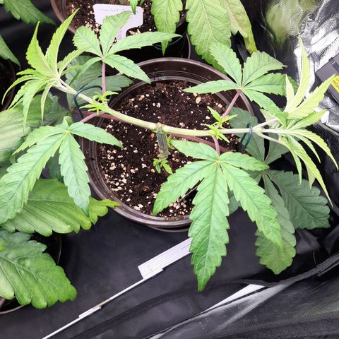 Green Gelato  growlog timeline photo