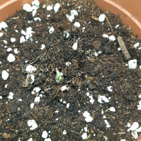 Royal Runtz  growlog timeline photo