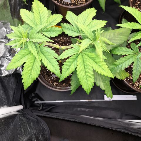 Fat Gorilla  growlog timeline photo