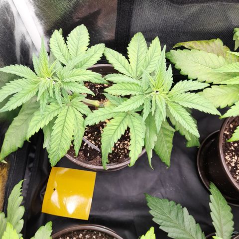 Pink Runtz  growlog timeline photo