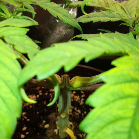 Pink Runtz  growlog timeline photo