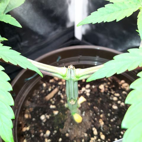 Sherbet Queen  growlog timeline photo