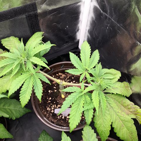 Sherbet Queen  growlog timeline photo