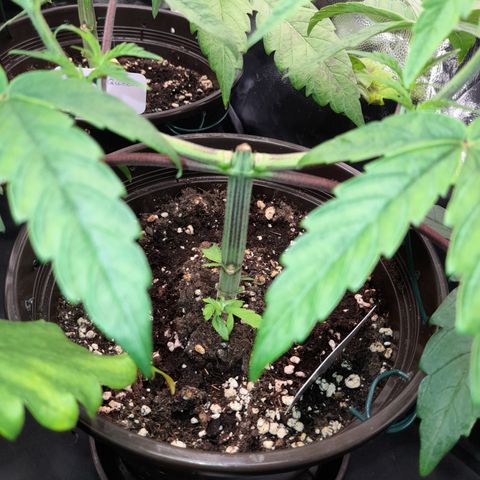 Green Gelato  growlog timeline photo