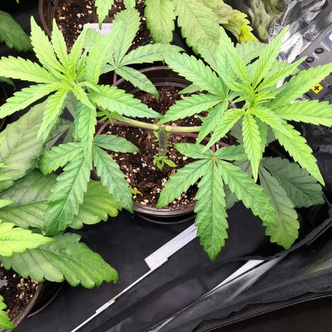 Green Gelato  growlog timeline photo