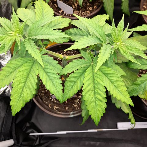 Fat Gorilla  growlog timeline photo