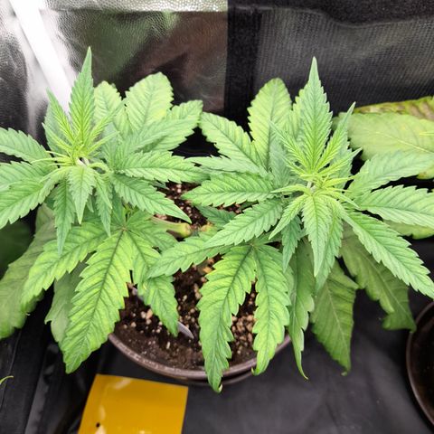 Pink Runtz  growlog timeline photo