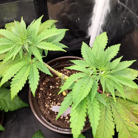 Sherbet Queen  growlog timeline photo