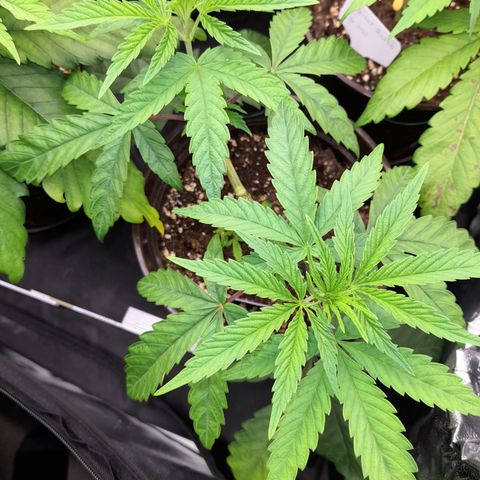 Green Gelato  growlog timeline photo