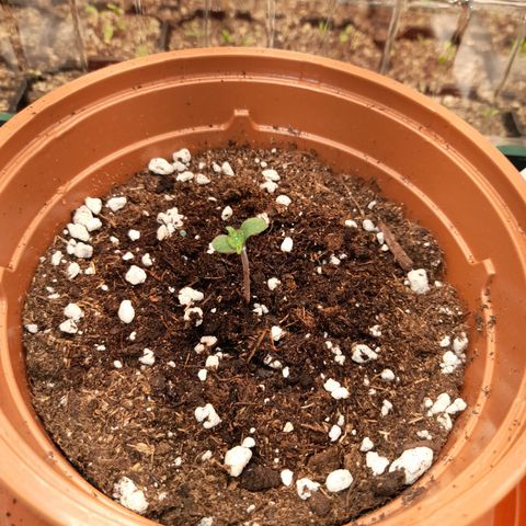 Royal Runtz  growlog timeline photo