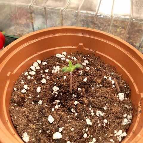 Royal Runtz  growlog timeline photo