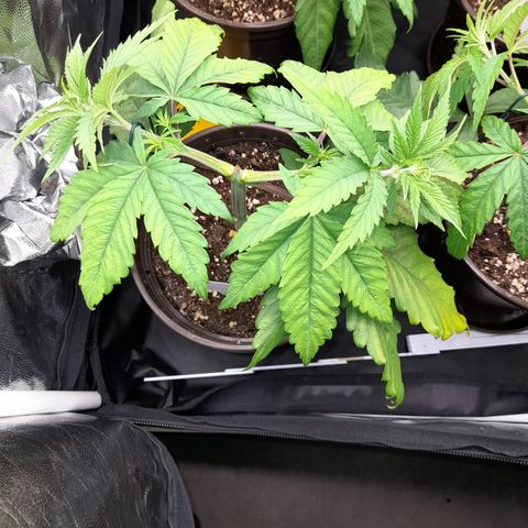 Fat Gorilla  growlog timeline photo