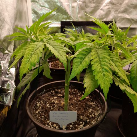 Fat Gorilla  growlog timeline photo