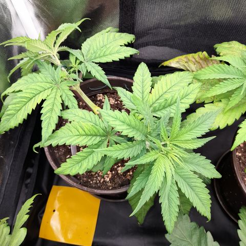 Pink Runtz  growlog timeline photo