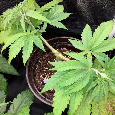 Sherbet Queen  growlog timeline photo