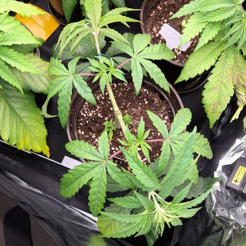 Green Gelato  growlog timeline photo