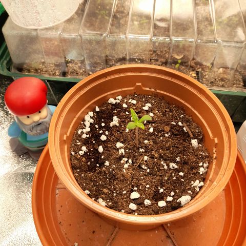 Royal Runtz  growlog timeline photo