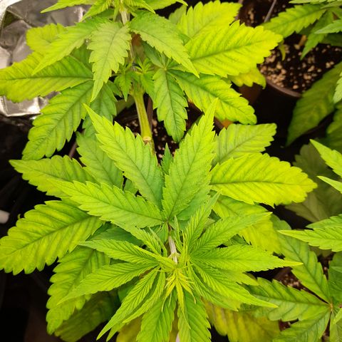 Fat Gorilla  growlog timeline photo