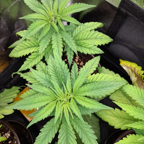 Pink Runtz  growlog timeline photo