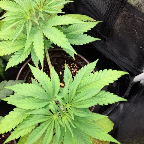 Sherbet Queen  growlog timeline photo