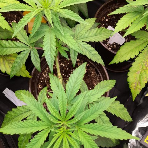Green Gelato  growlog timeline photo