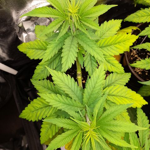 Fat Gorilla  growlog timeline photo