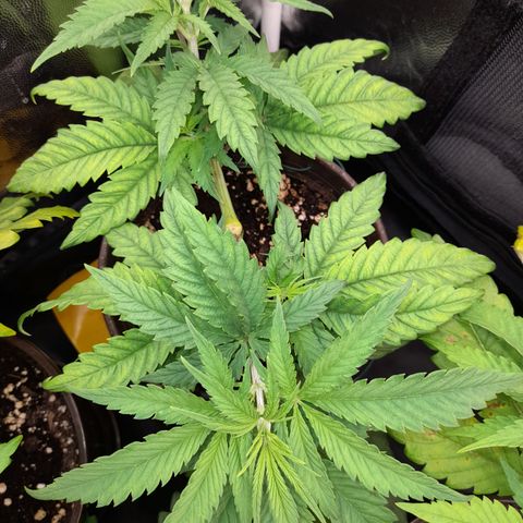 Pink Runtz  growlog timeline photo