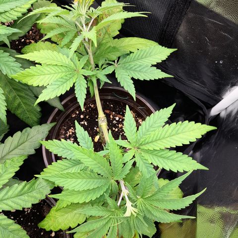 Sherbet Queen  growlog timeline photo