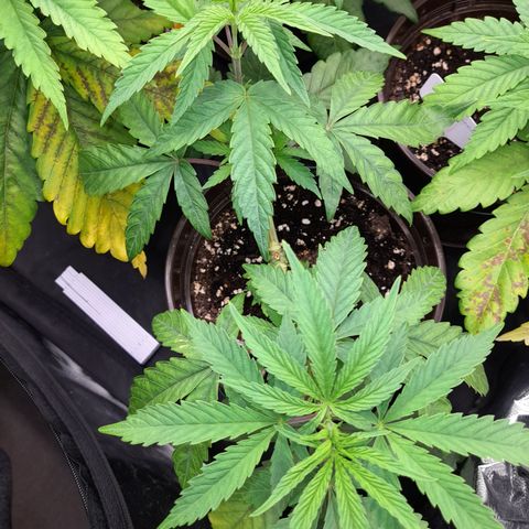 Green Gelato  growlog timeline photo