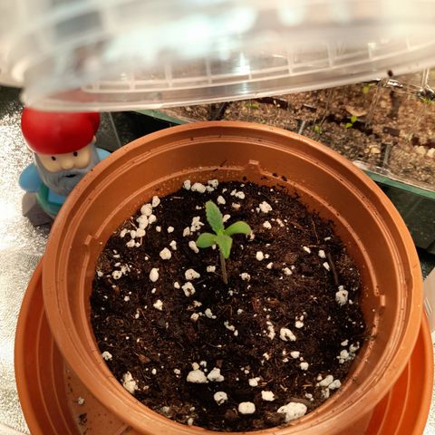 Royal Runtz  growlog timeline photo