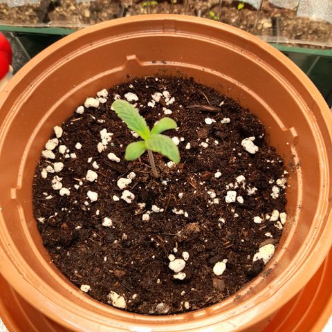 Royal Runtz  growlog timeline photo