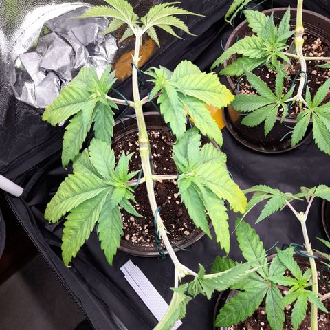 Fat Gorilla  growlog timeline photo