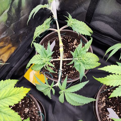 Pink Runtz  growlog timeline photo
