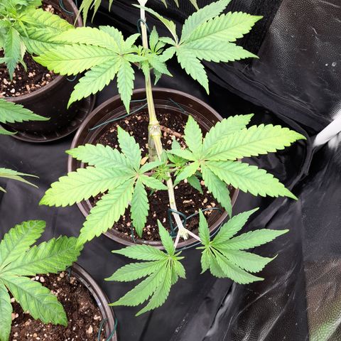 Sherbet Queen  growlog timeline photo