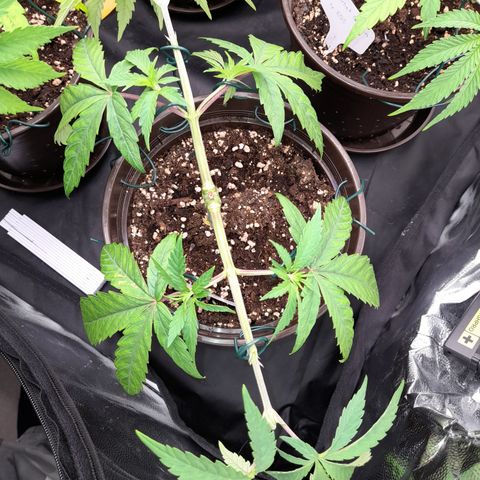 Green Gelato  growlog timeline photo
