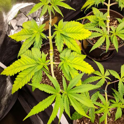 Fat Gorilla  growlog timeline photo