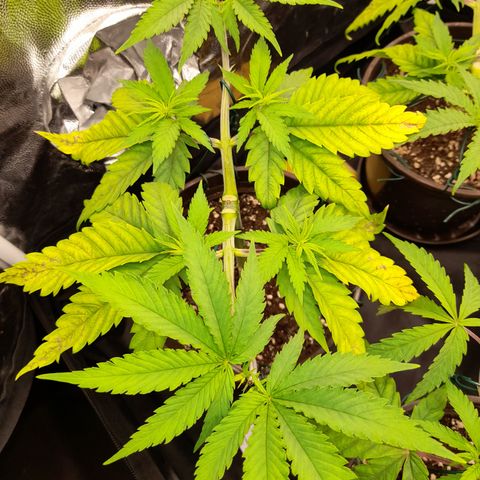 Fat Gorilla  growlog timeline photo