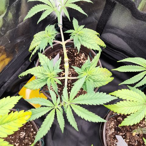 Pink Runtz  growlog timeline photo