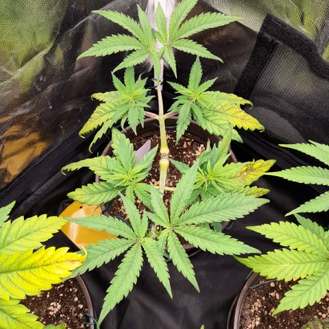 Pink Runtz  growlog timeline photo
