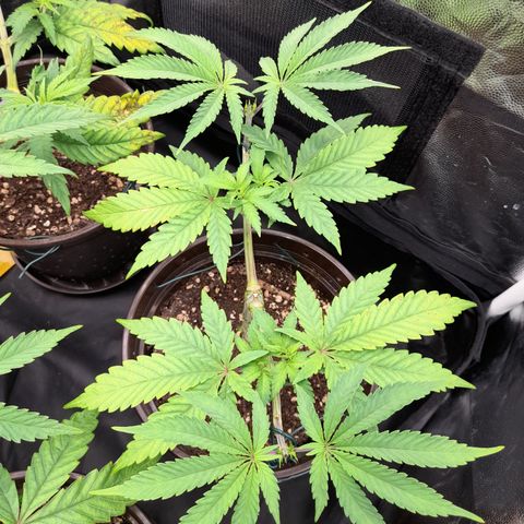 Sherbet Queen  growlog timeline photo